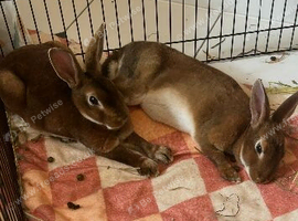 2 neutered, vaccinated, bonded Rex's