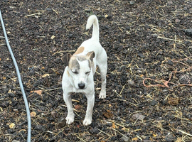 Male jack Russel