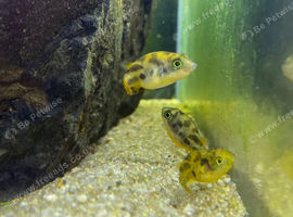 5 x Pea Puffer Fish &ndash; Collection Only