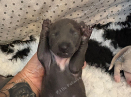 Stunning boy and girl available