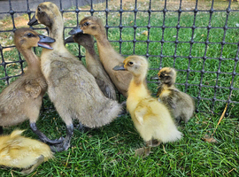 Indian runner duck FEMALES