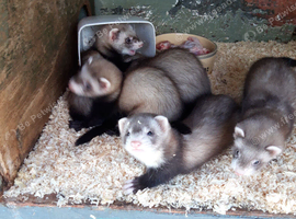 Female Baby Ferrets - 2 for &pound;100