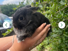 Mini Lop X Netherland Dwarf