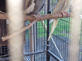 Pair of cockatiels