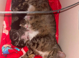 Gorgeous ragdol x bengal kittens