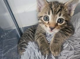 Part bengal kittens