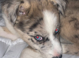 Siberian husky X Caucasian Shepard & pocket bully