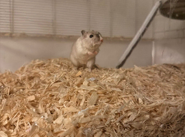Gerbils