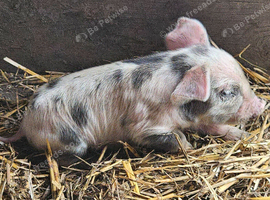 Full breed kunekune piglets