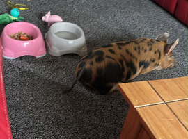 9wk old piglet