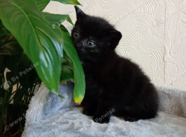 Chocolate Maine coon x Siamese now ready for their forever homes