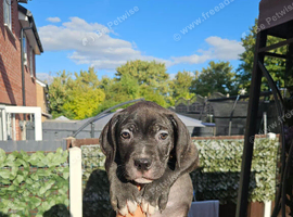 Cane corso x