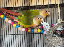 2 Pineapple conures