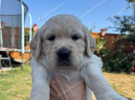 Large Size Pure Golden Retriever Puppies!!!