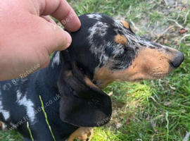 Beautiful Female Silver Dapple Dachshund Puppy