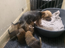 Pomeranian/yorkshire terrier puppies