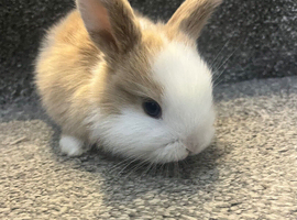 6 week old mini lop doe with blue eyes