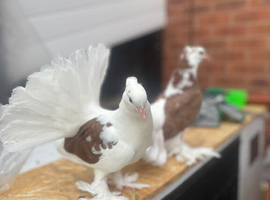 India fantail good quality and saddle bloodline