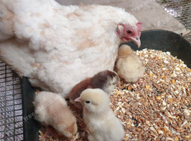 Miniature garden bantams.