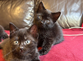 Kittens for sale