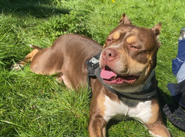 American standard bully
