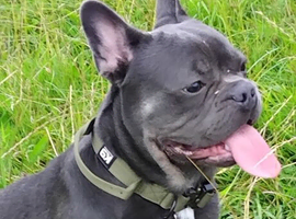 Male French Bulldog