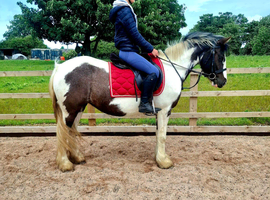 5 year old 14.2hh part bred welsh