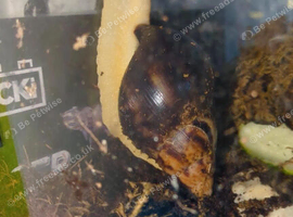 Giant African Land Snail + Full Setup