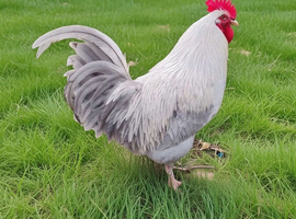 French Silver Lavender Marans Cock Rare