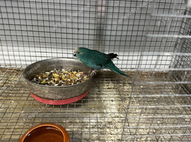 2 female Kakariki parrots available they are &pound;80 each will not take any less than asking price