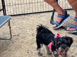 Yorkshire Terrier x biewer terrier