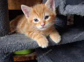 Cute Fluffy Kittens