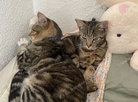 2 pretty cats need to go together