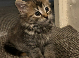 Beautiful kittens for sale