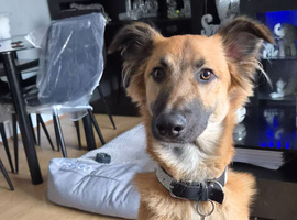 german shepherd x lurcher