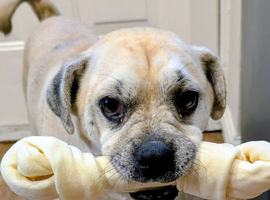 Jack Chi boy crosses with pug