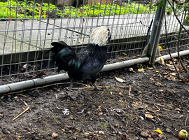 I have 5 young Male Polish Chicken around 13 week old from Ipswich &pound;15 Each