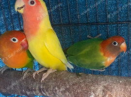 7 lovebirds with cage
