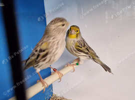 Canaries