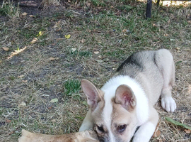 14 week old male akita