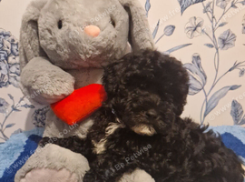 Adorable Poochons