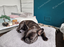 Rocky - French bulldog.