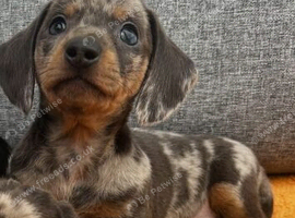 kaninchen dashound puppies