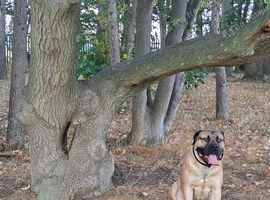 Boerboel mix Neapolitan dog for STUD only