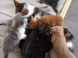 Beautiful , playful loving kittens