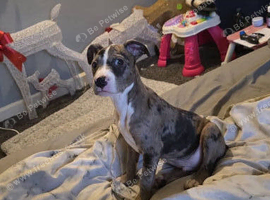 Pocket bully cross American bully