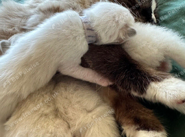 Ragdoll kittens for sale
