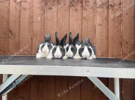Baby Dutch Rabbits For Sale
