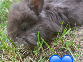 Angora x lionhead babies