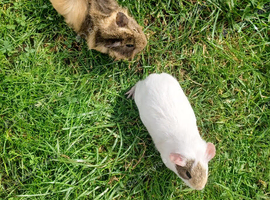 Female ginea Pigs